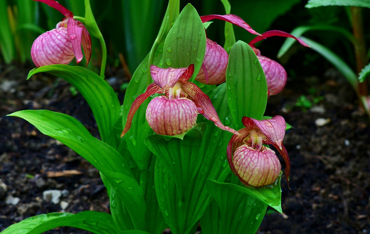 The Affectionate Nature of the Peruvian Inca Orchid